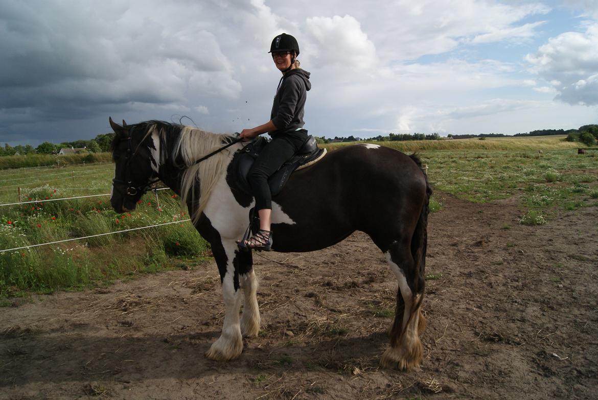 Irish Cob Crossbreed Sambuca G **BROVANG** R.I.P - Jaaaa, jeg rider rundt på ko, alene :D lykkelig, lykkelig, lykkelig <3 billede 16
