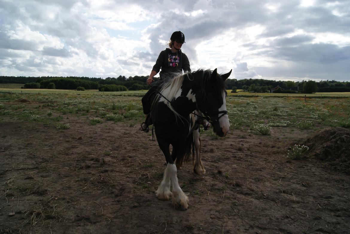 Irish Cob Crossbreed Sambuca G **BROVANG** R.I.P - 1 gang ko rider alene uden træktov og så fik vi travet 6 skridt, elsker dig kooooo <3 billede 17