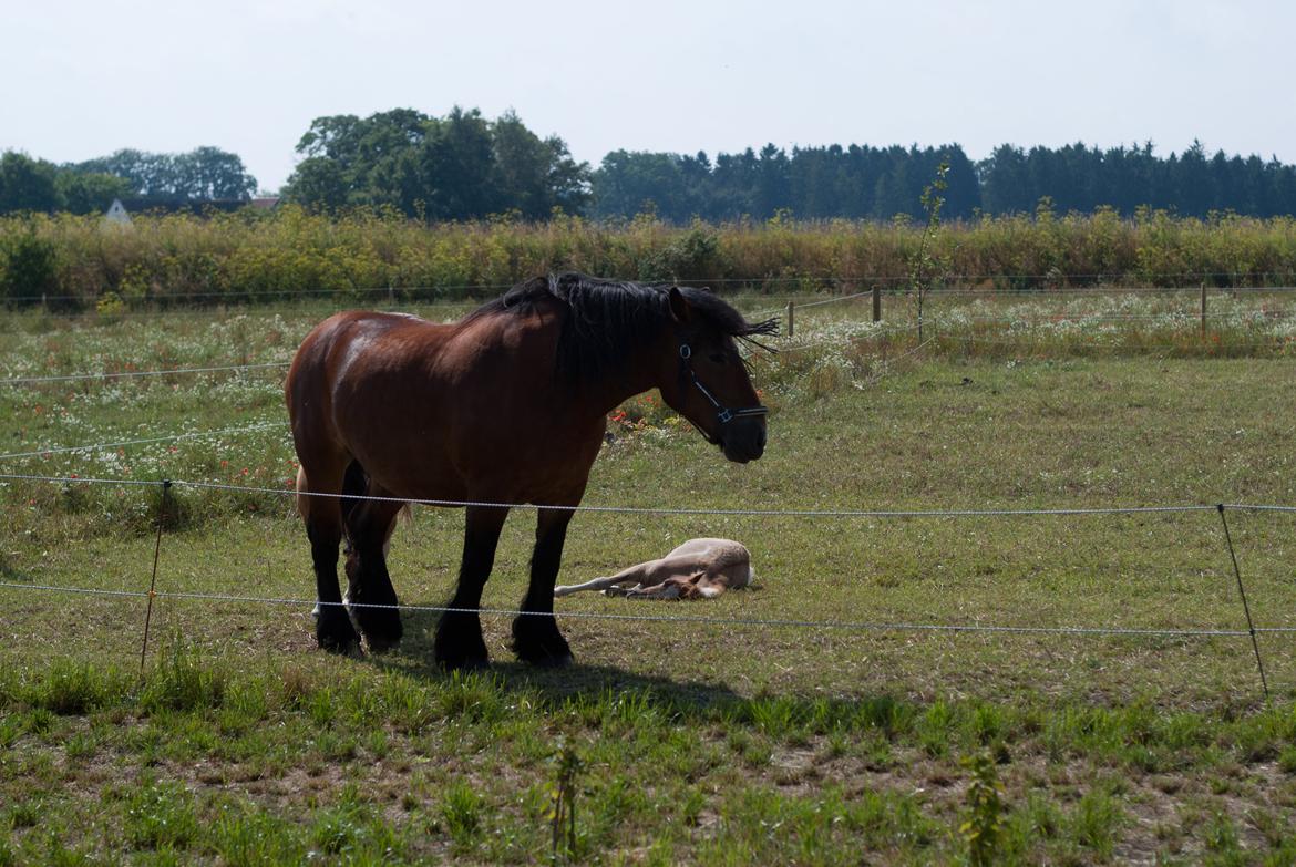 Belgier Malibu **BROVANG** SOLGT ! - Mali tager sig lige en eftermiddags slapper, sammen med Baileys ;) billede 19