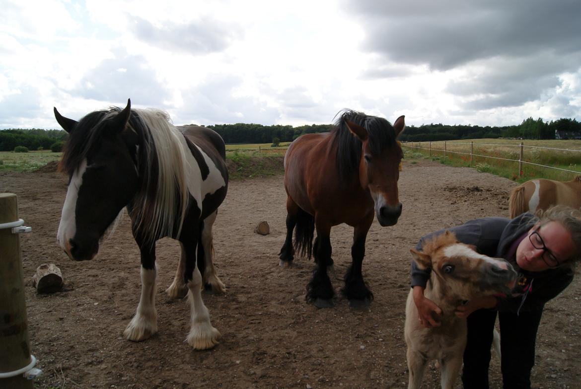 Pinto Baileys af Brovang **BROVANG** SOLGT ! - Hahaha, Baileys ELSKER at blive kløet <3 (og kysses) billede 17