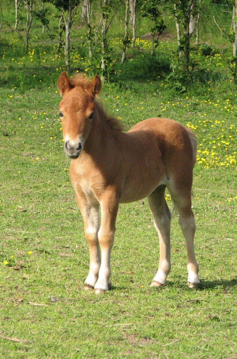 Shetlænder Soldalens O´Lilly billede 2
