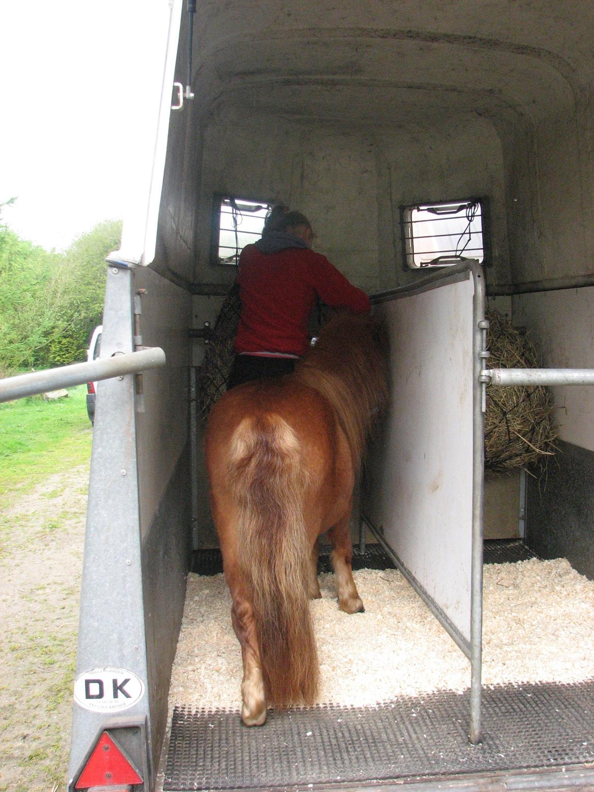 Shetlænder Soldalens O´Lilly billede 6