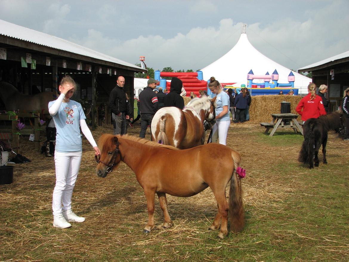 Shetlænder Soldalens O´Lilly billede 10