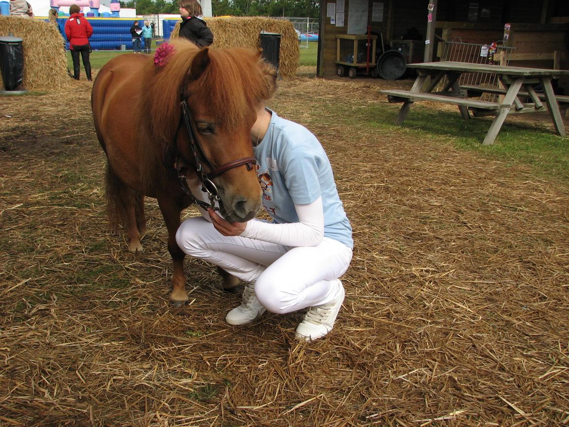 Shetlænder Soldalens O´Lilly billede 11