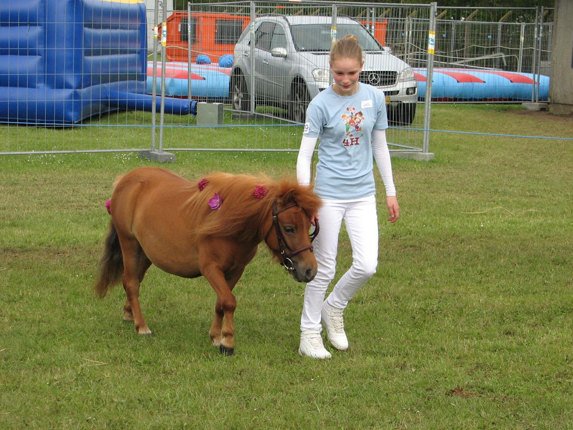 Shetlænder Soldalens O´Lilly billede 15