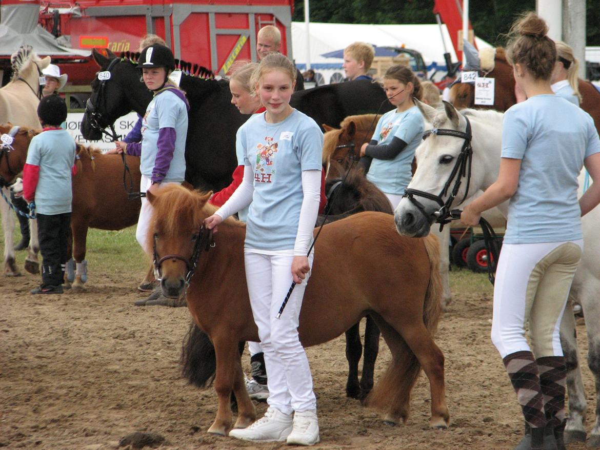 Shetlænder Soldalens O´Lilly billede 16