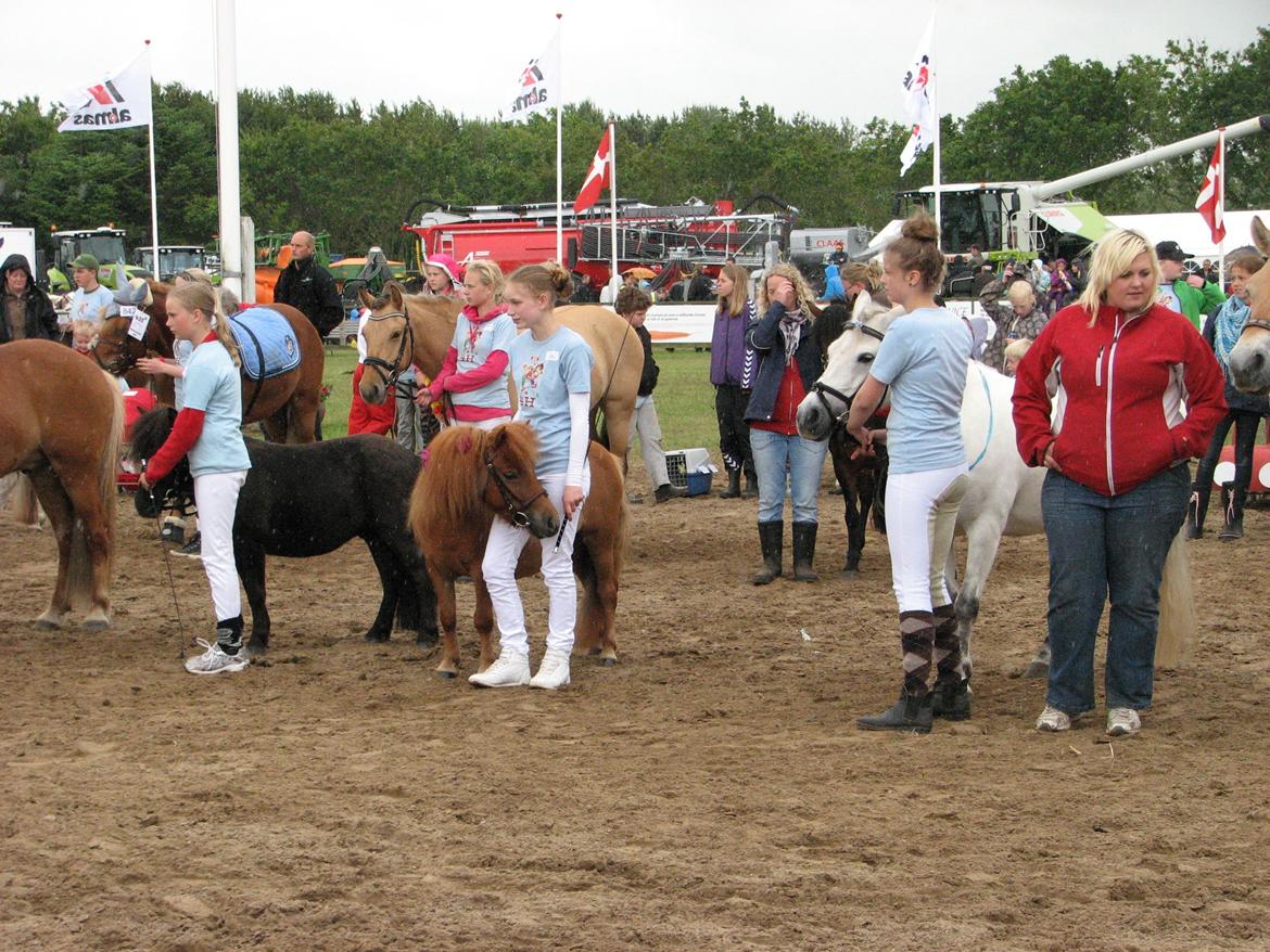 Shetlænder Soldalens O´Lilly billede 17