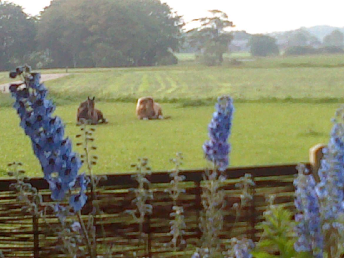 Anden særlig race B.S - Sommer slapper på folden, med Trinity billede 14