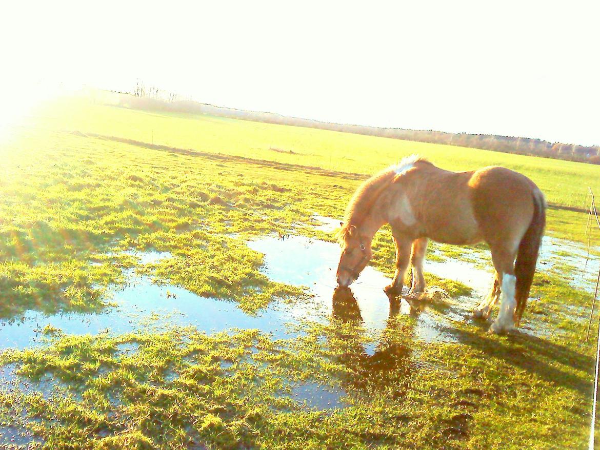 Anden særlig race B.S - Smukke dreng!<3 billede 15