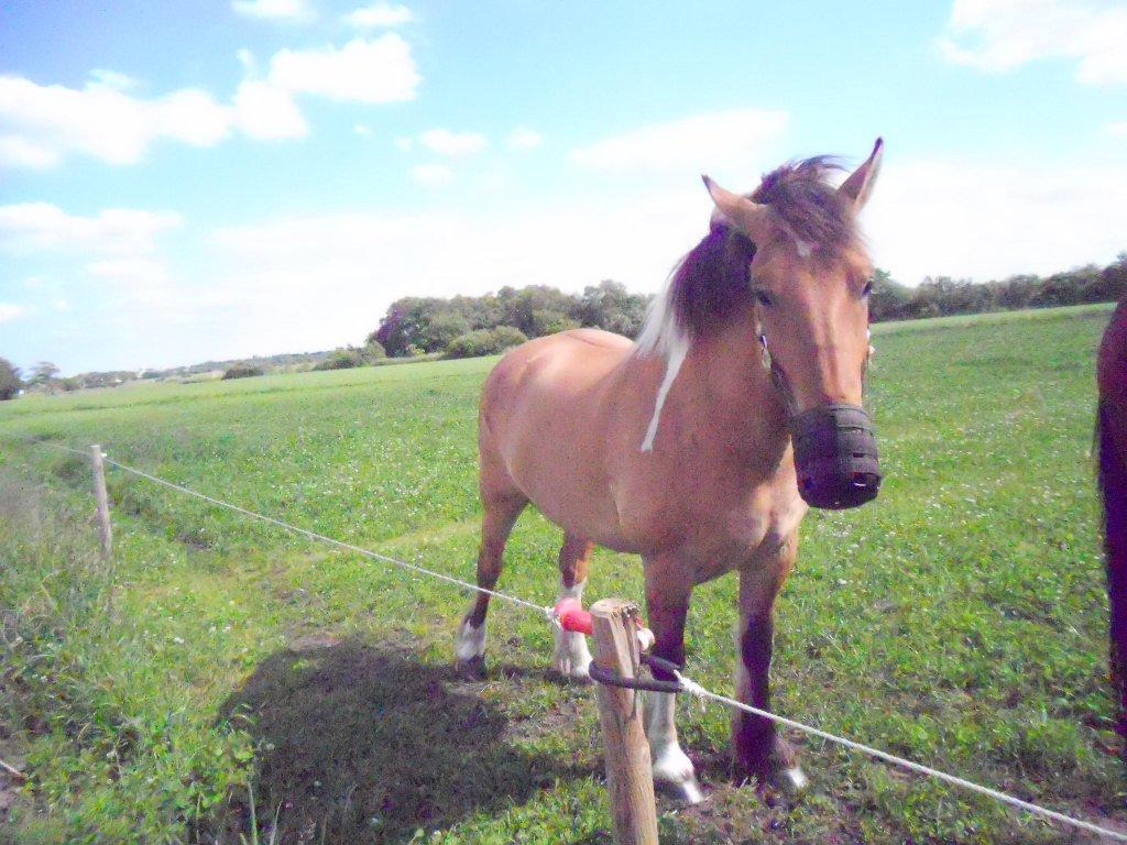 Anden særlig race B.S - Vi bekæmper fedme med mundkurv billede 16