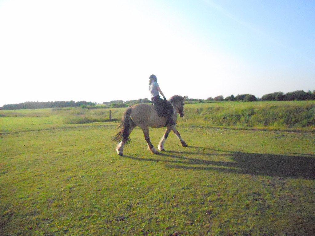 Anden særlig race B.S billede 17