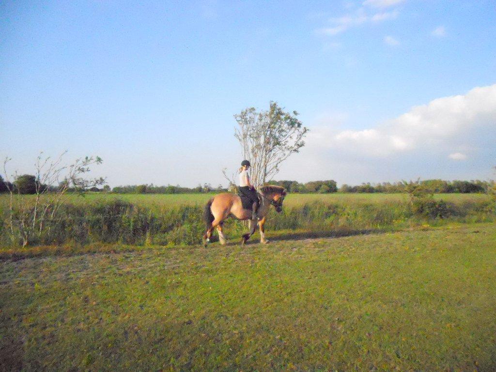 Anden særlig race B.S billede 18