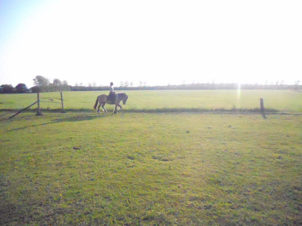 Anden særlig race B.S billede 11