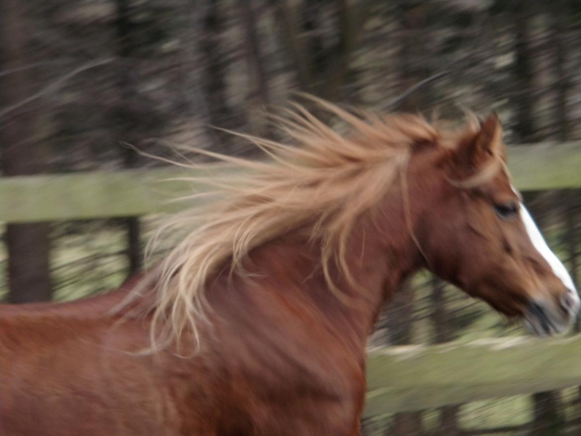 Welsh Pony af Cob-type (sec C) Gribsvads Lady Dee<3 - lady bliver løs-longeret<3
2012 billede 9