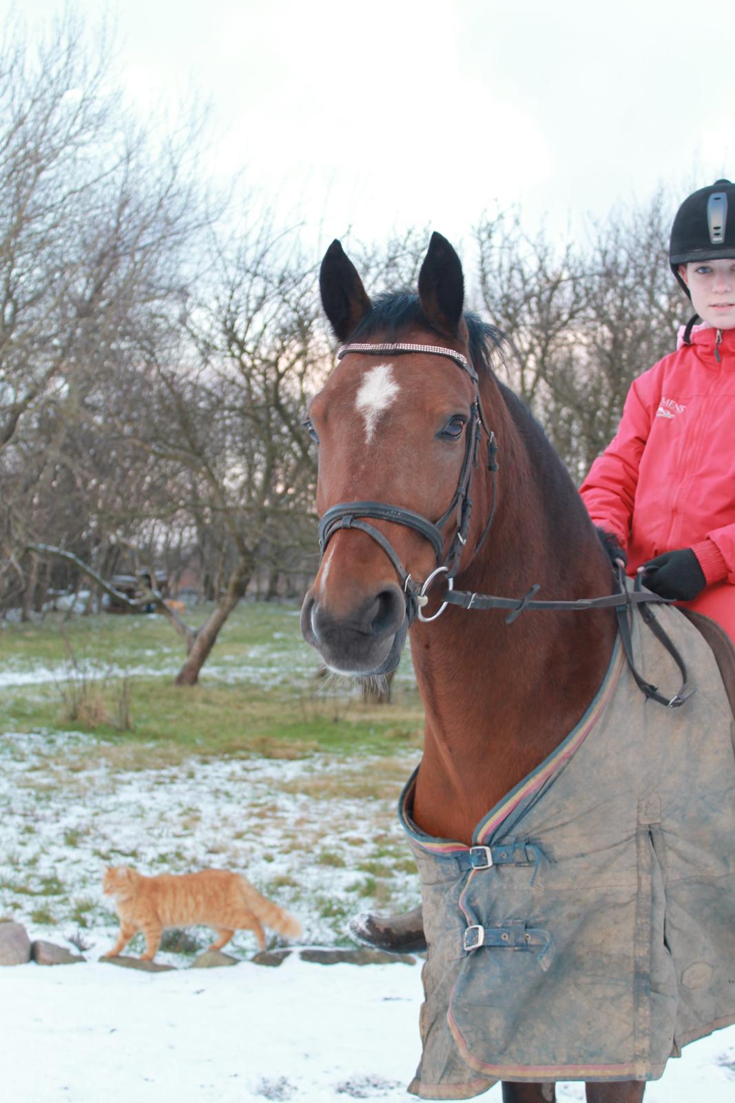 New Forest Thrustfull billede 18