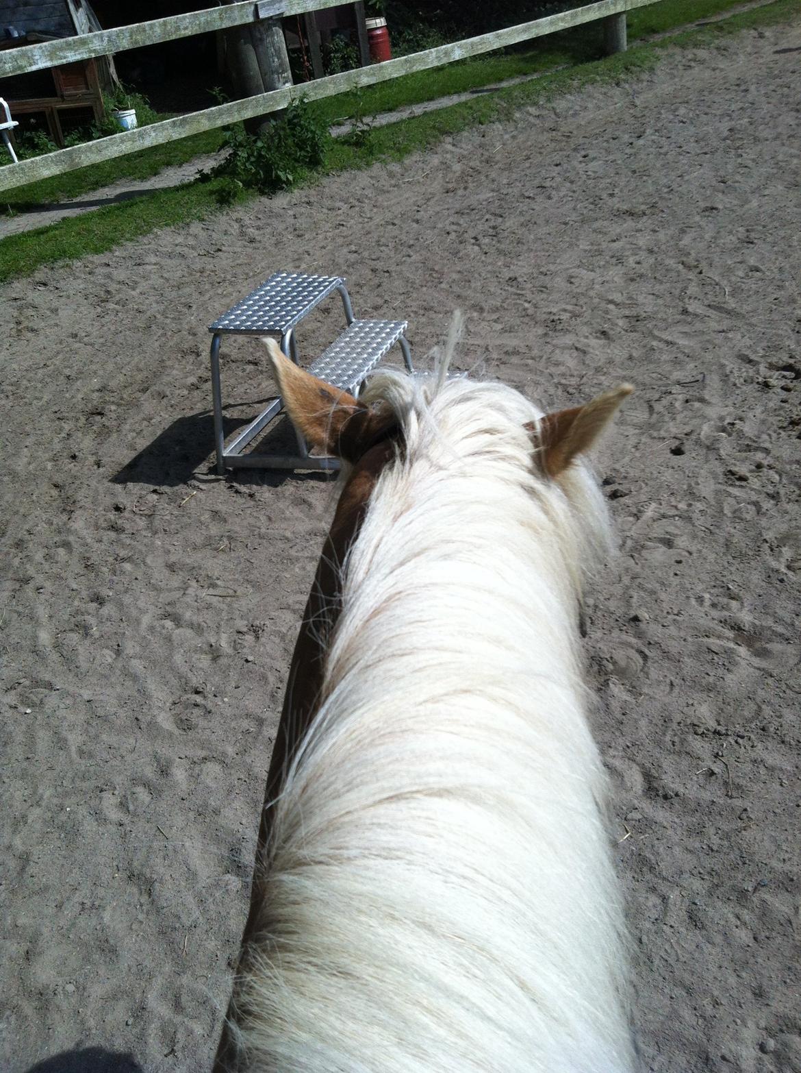 Haflinger Valentin billede 1