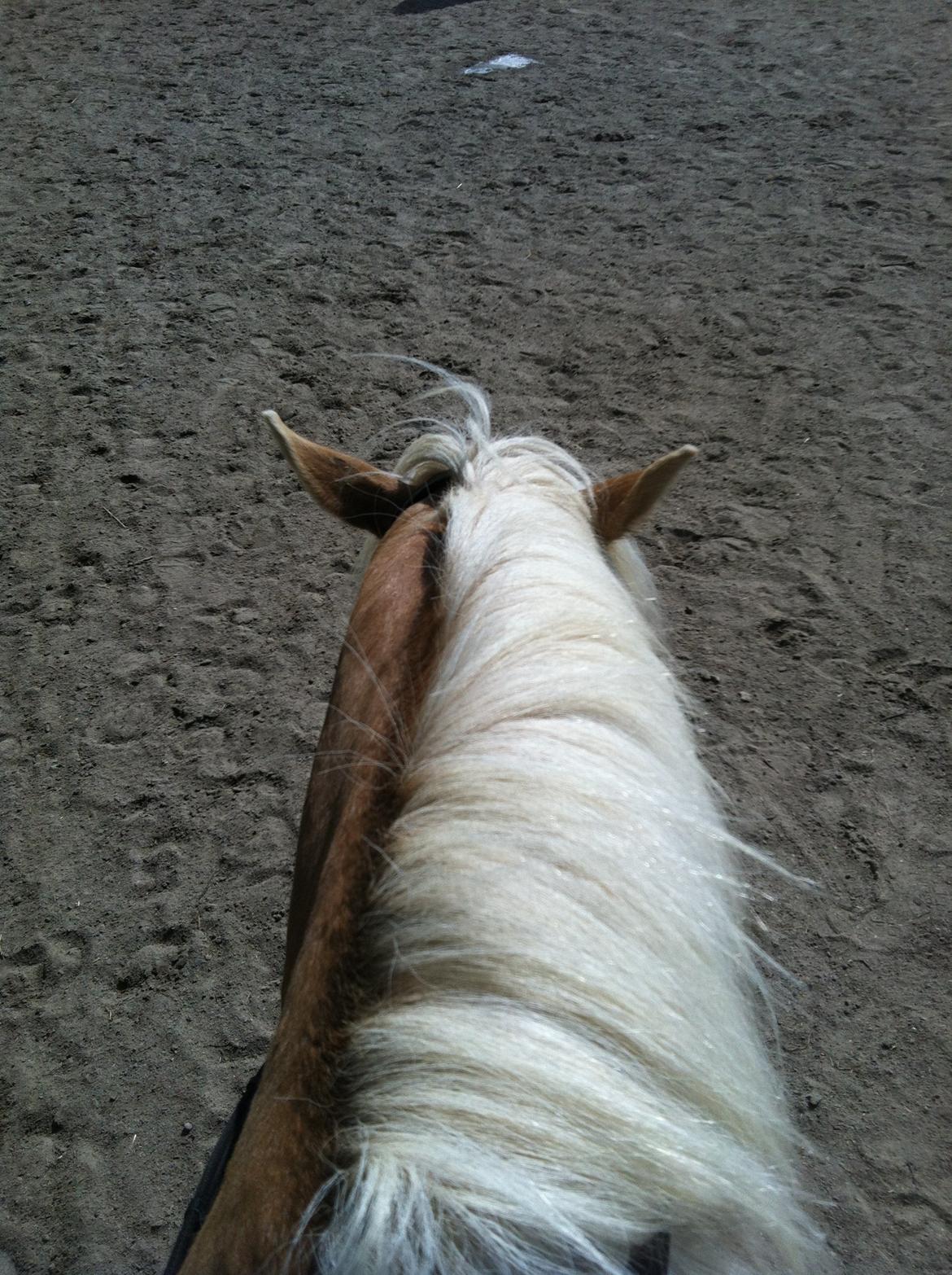 Haflinger Valentin billede 2