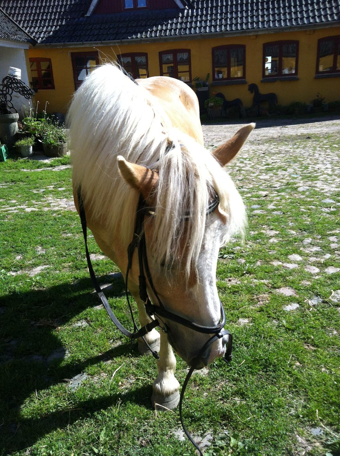 Haflinger Valentin - Lille Valle er træt efter en hård opvisning :-) billede 3