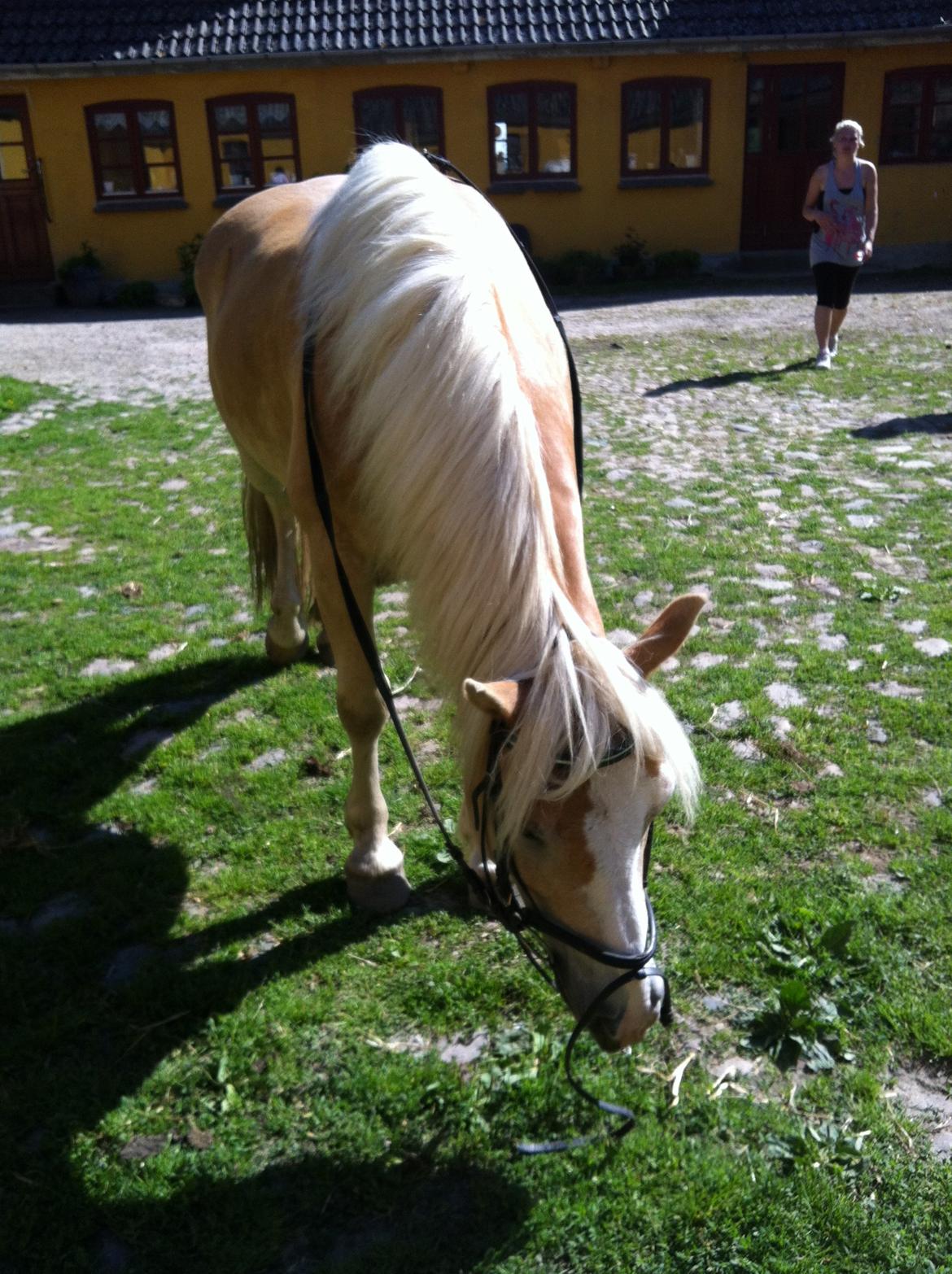 Haflinger Valentin billede 7