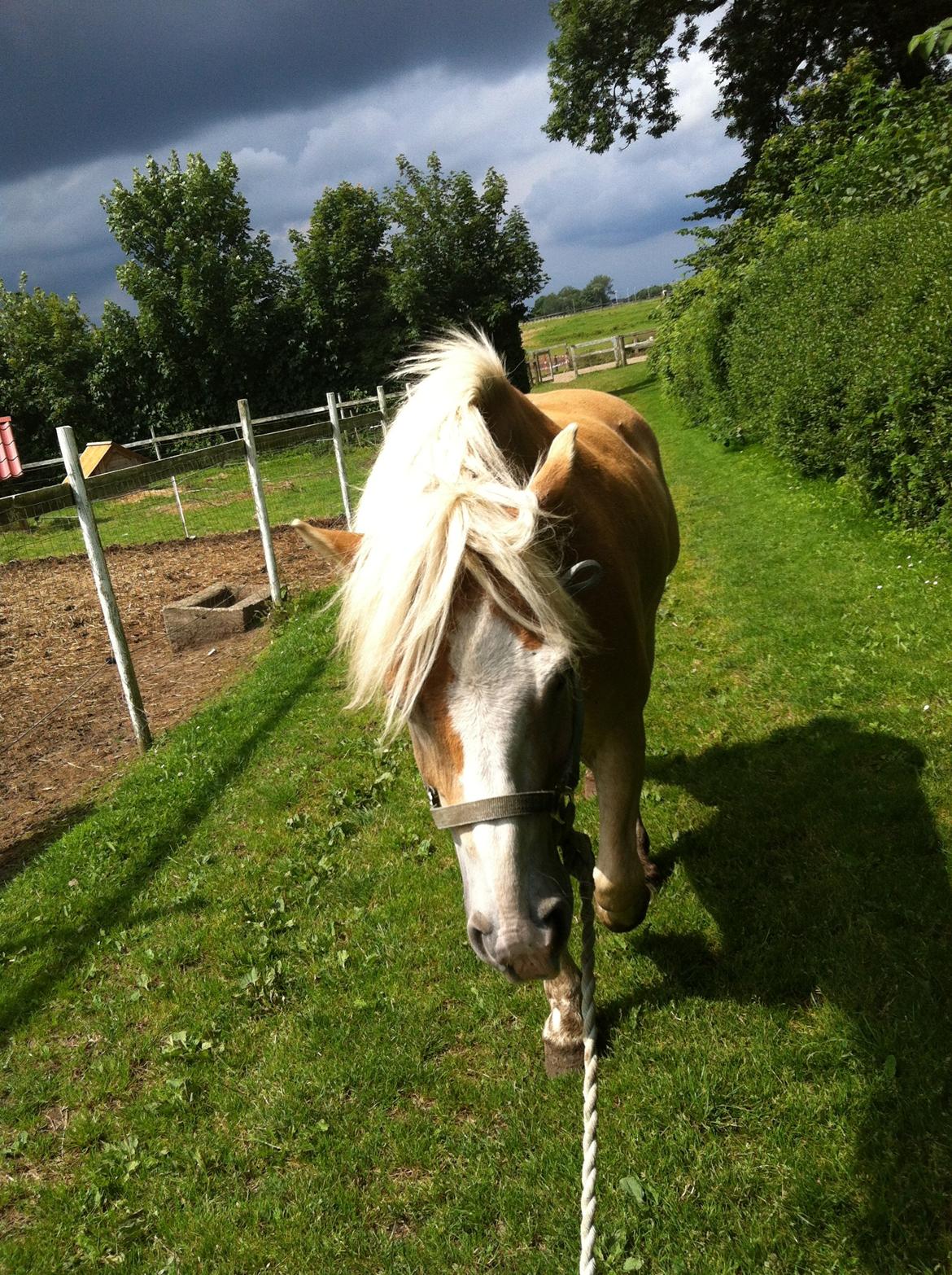 Haflinger Valentin - Nej Sandra vi plejer at gå den anden vej 
Og når vi så kommer længere frem så ser jeg spøgelser så vi kan godt vende om og gå den anden vej! billede 11