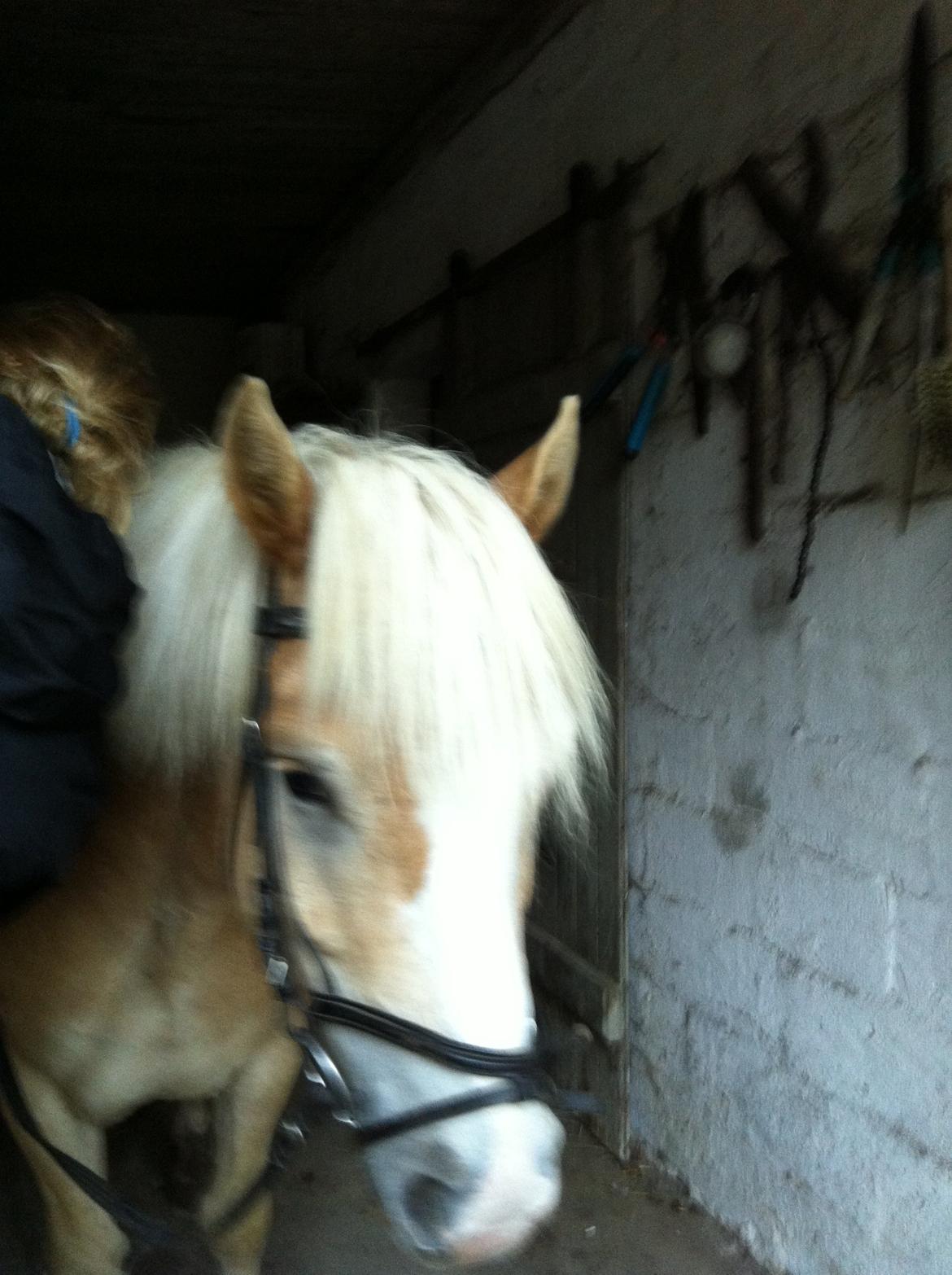 Haflinger Valentin - Når man så endelig skal ride tur istedet for at kede sig på banen så tordner det så Denice og *Sandra ikke vil ud så vi må da stå og vente på vejret bliver godt og så er de så onde at give mig og Greifi hjelme på AD billede 12