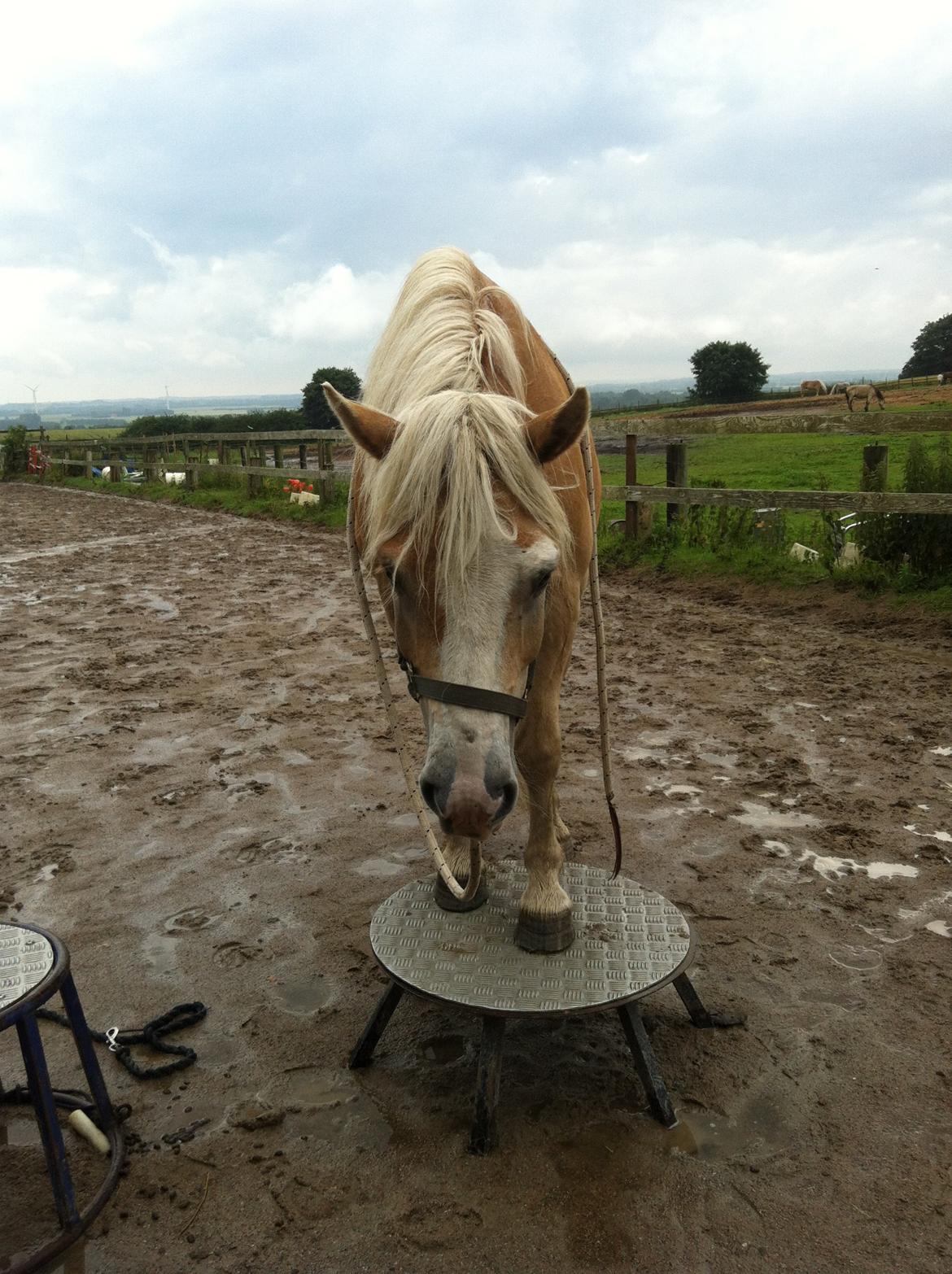 Haflinger Valentin billede 15