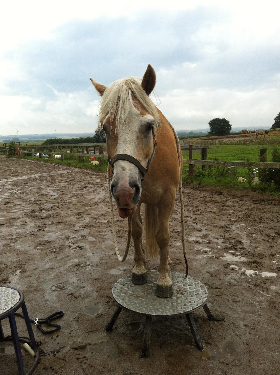 Haflinger Valentin - Haha jeg kom op det troede du ikke jeg kunne eller hvad?
Hmm man må da lige række tungen ud så du ved jeg driller dig :-) billede 16