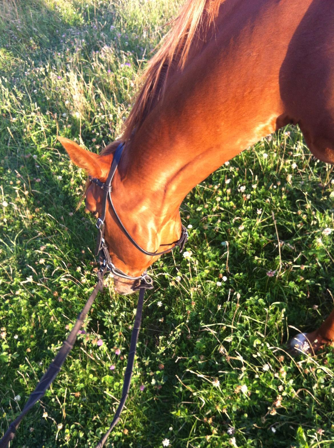 Traver sødte - bling bling hesten 28.07.12
 billede 4