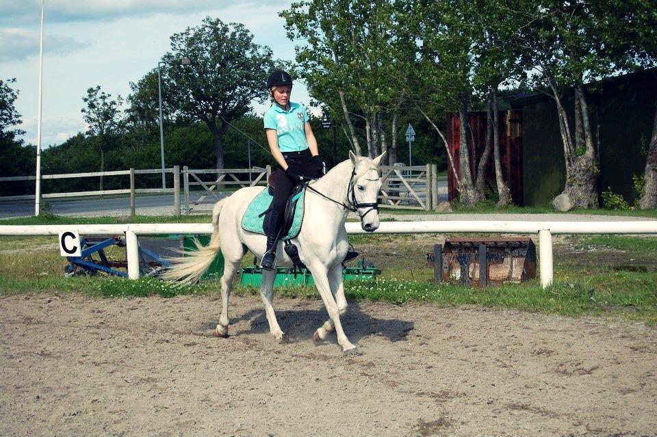 Anden særlig race Shadow (Part) - 22 juni 2012♥ billede 5