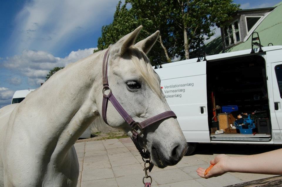 Anden særlig race Shadow (Part) - 22 juni 2012. "Var der nogen der sagde gulerod?:-o"♥ billede 6
