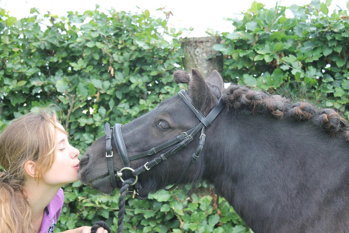 Shetlænder Bølle billede 3