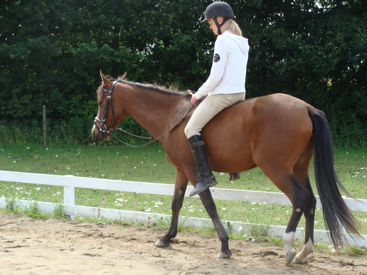 Pinto Araber Brown Sugar - Uden sadel er et hit :) 1/8-12 billede 13