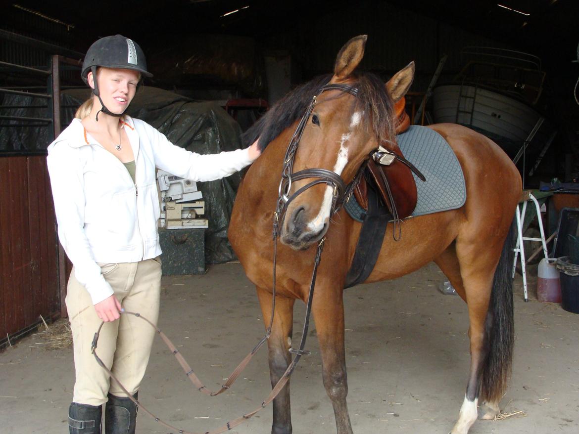 Pinto Araber Brown Sugar - "Ja, det er liiiiiige der det klør" 1/8-12 billede 14