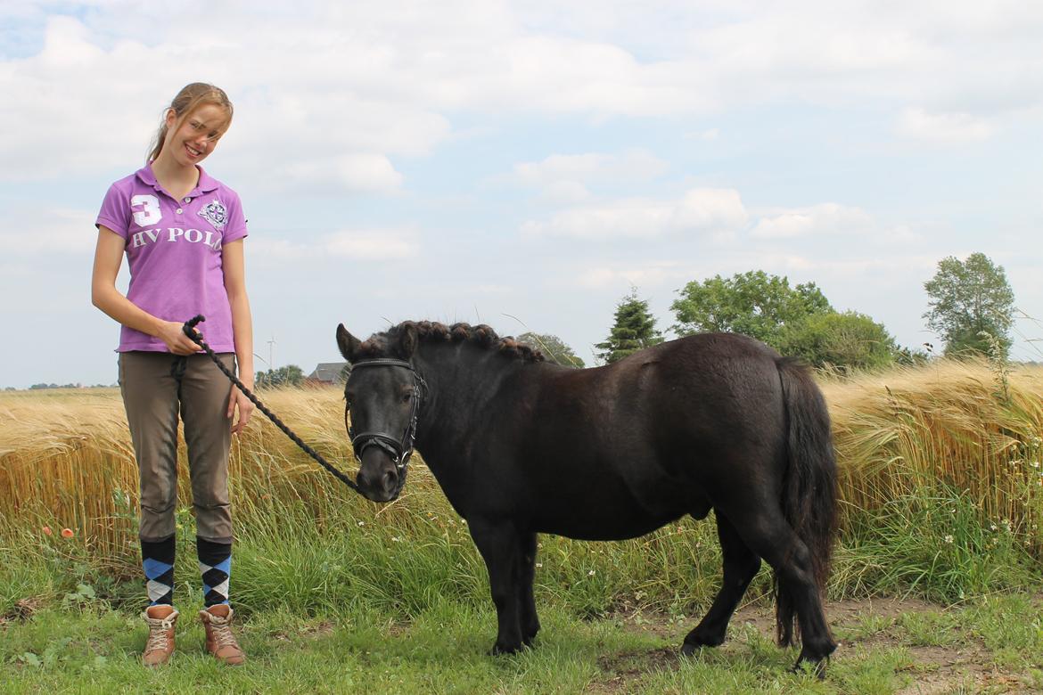 Shetlænder Bølle billede 14