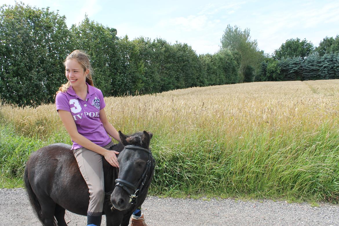 Shetlænder Bølle billede 15