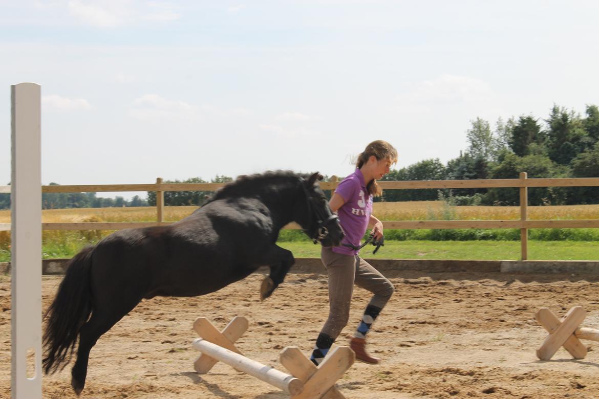 Shetlænder Bølle billede 16