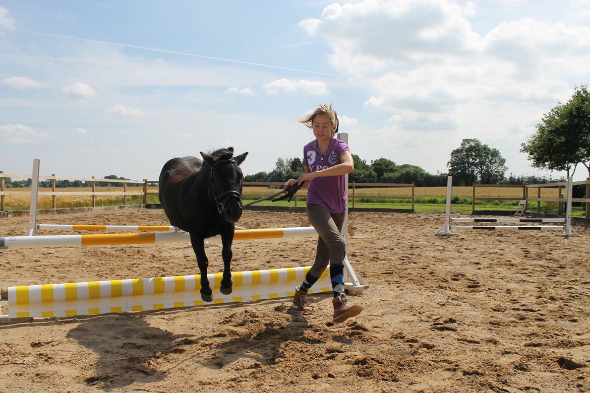Shetlænder Bølle billede 17