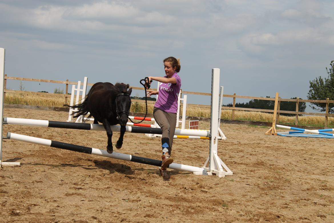 Shetlænder Bølle billede 18