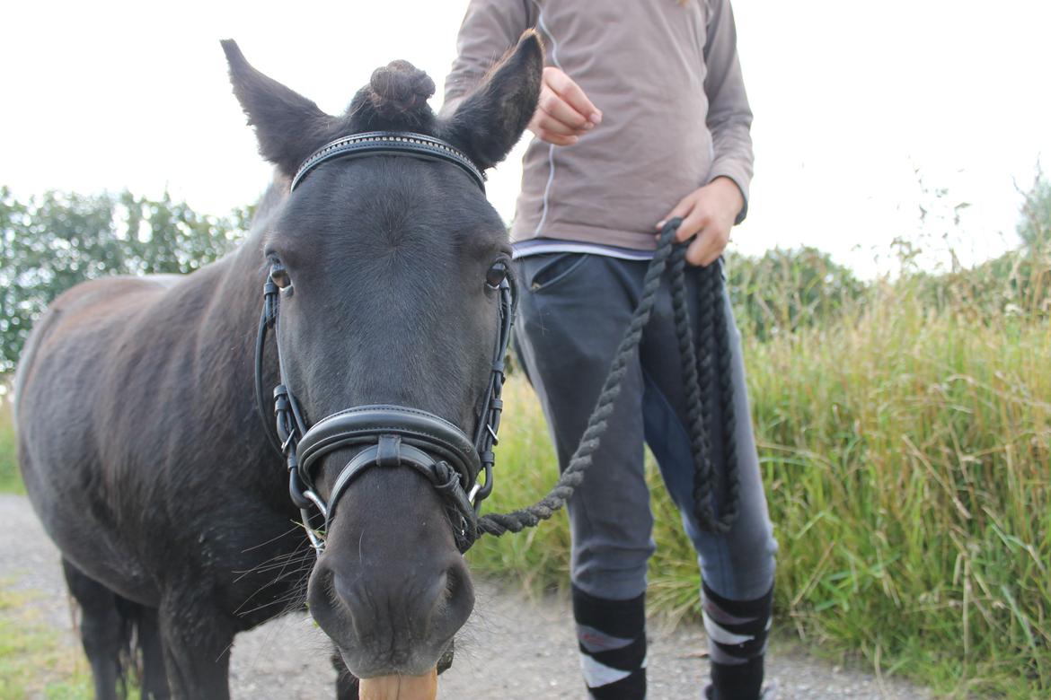 Shetlænder Bølle billede 19