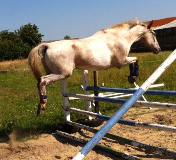 Anden særlig race Tempo Max - Løsspring 90 cm. juni 2012 billede 5