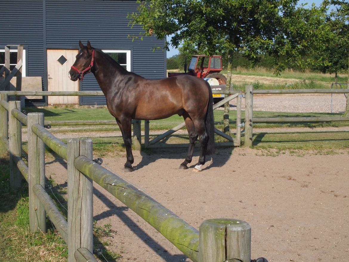 Tysk Sportspony Caruso billede 18