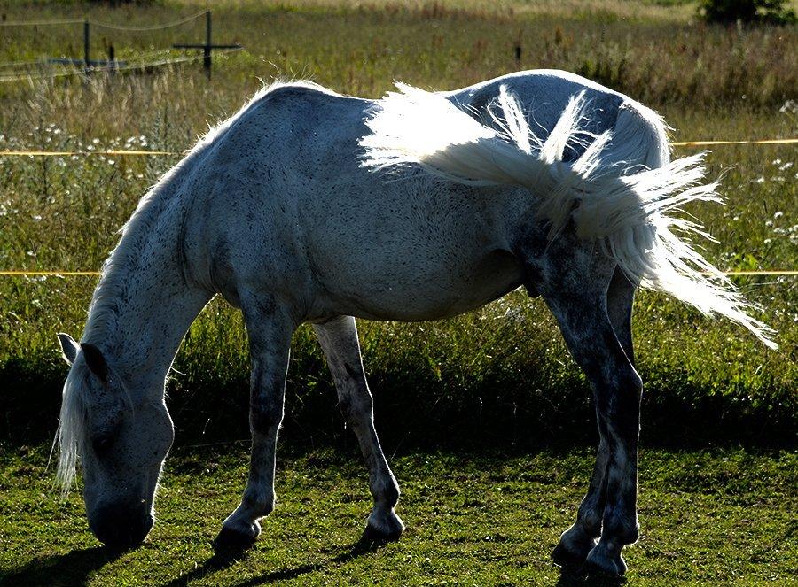 Cruzado Geronimo billede 5