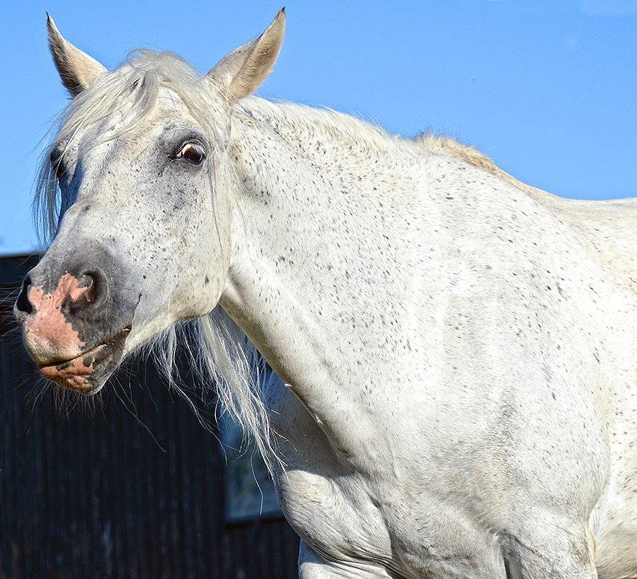 Cruzado Geronimo billede 6