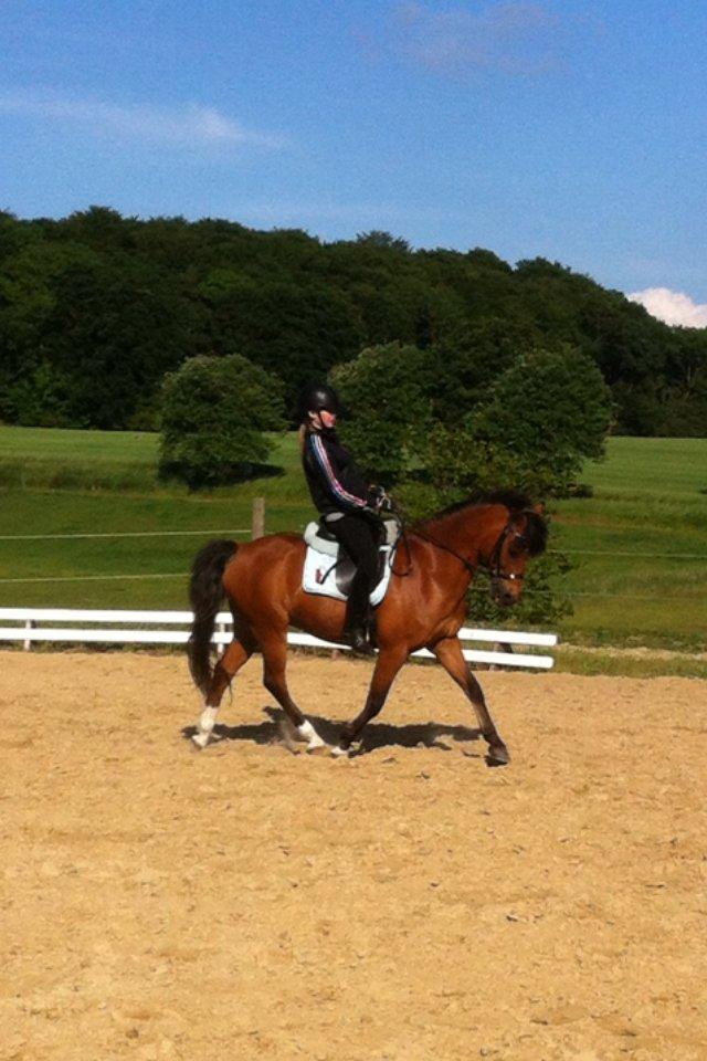 New Forest Orchid's Ringo - Love<3<3<3 billede 2