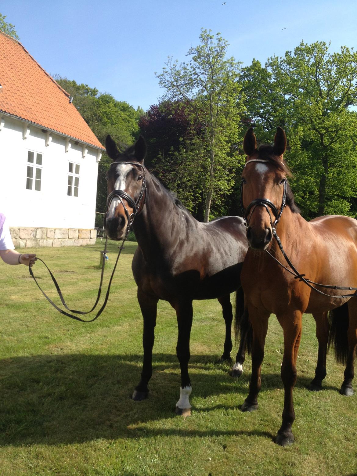 Dansk Varmblod krogårdens Cassia billede 18