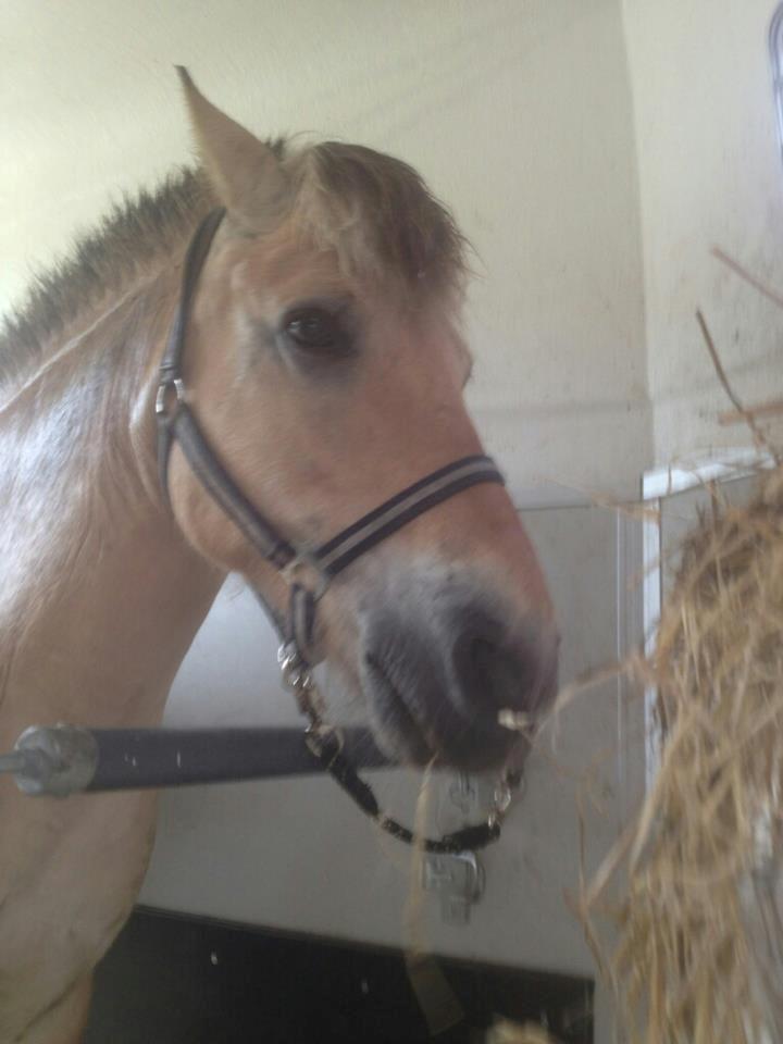 Fjordhest [Måffe] James <3 *basse* [tidl. hest] - Den lille dejlige dreng i traileren, på vej hjem fra ridelejr!:D<3 billede 16