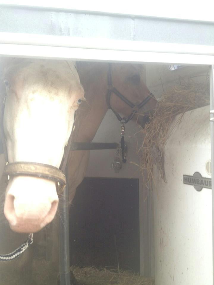 Fjordhest [Måffe] James <3 *basse* [tidl. hest] - James spiser bare Halm, og vil slet ikke posere:D<3 billede 17