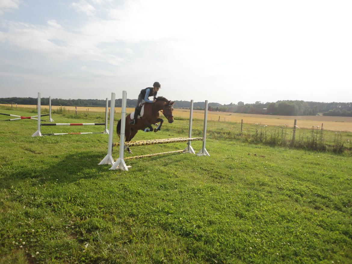 Anden særlig race Quick Brown Lady Z billede 19