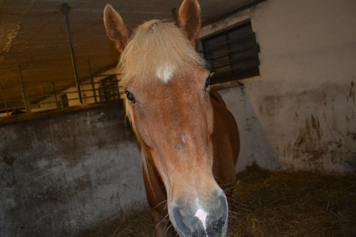 Islænder Glodis billede 1