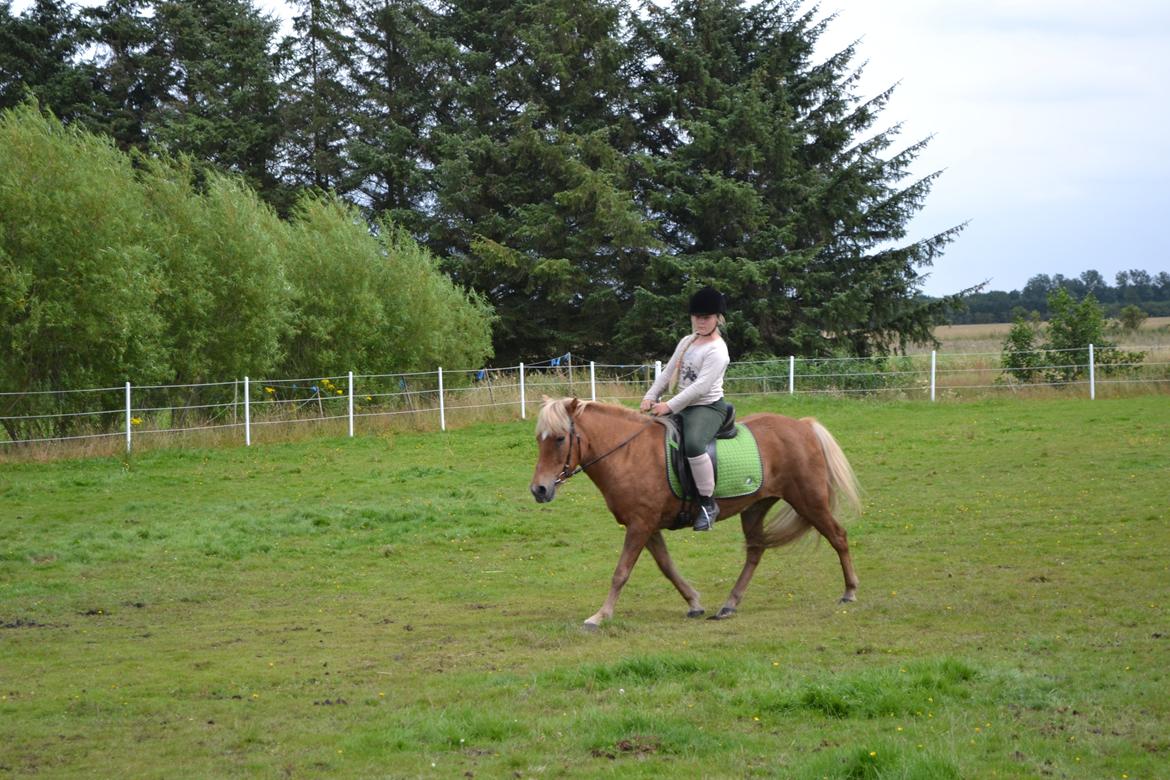 Islænder Glodis billede 3